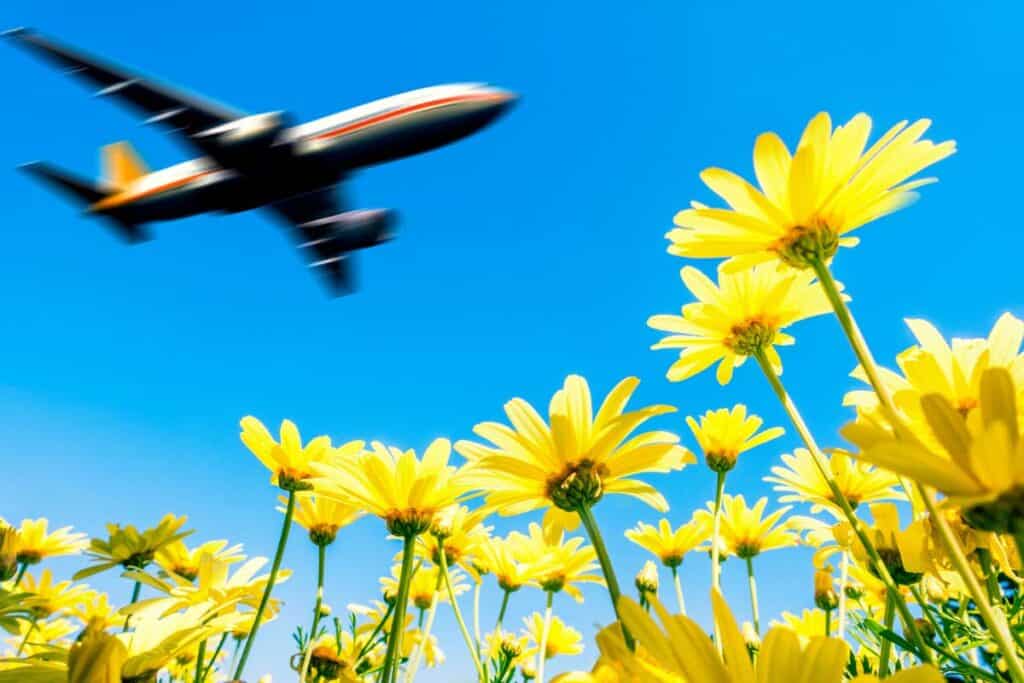 Commercial airplane flying over a field of vibrant yellow daises and a bright blue sky background.