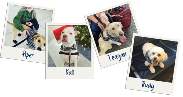 CMH Airport Therapy Dogs