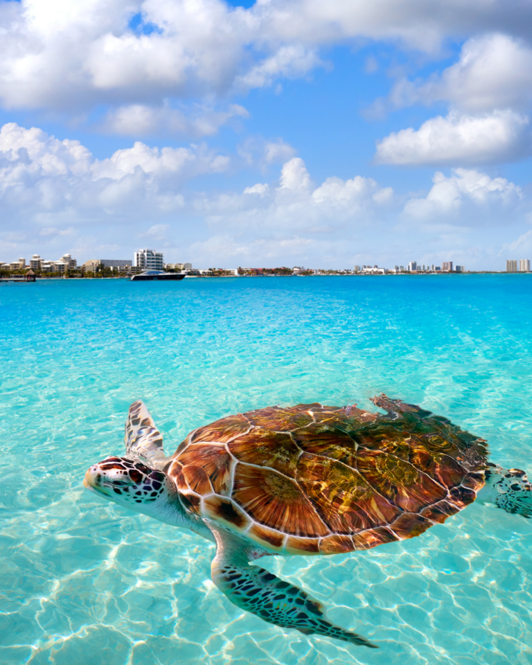 A sea turtle swims by in crystal clear blue water in Mexico.